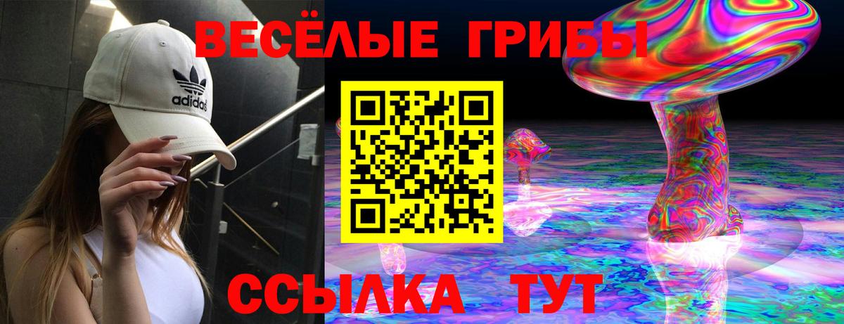 Галлюциногенные грибы Psilocybe Киселёвск